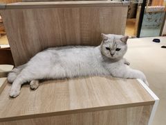 -藏猫猫咖啡主题馆(中央大道店)