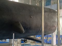 -上海海洋大学鱼文化博物馆(军工路校区)