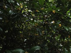 -龙头寺公园