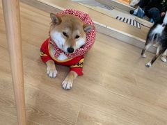 -南京Hallo宠物乐园·哈罗犬舍·柴犬繁育基地