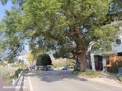 -遇龙河大樟树农家乐