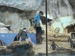 -帝企鹅自助餐厅•儿童岛•真企鹅(长隆企鹅酒店)