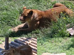 -青藏高原野生动物园