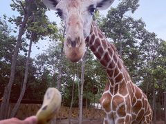 -清迈夜间动物园