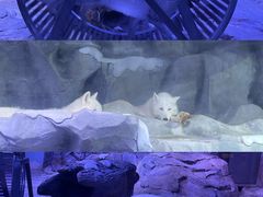 -正佳极地海洋世界