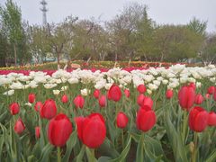 -石家庄市植物园