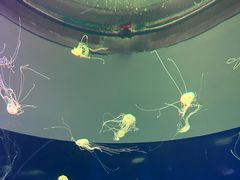 -欢乐海岸海洋奇梦馆