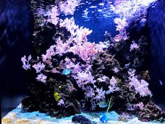 -西雅图水族馆
