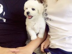 -翊宠yipet猫狗购宠庄园犬舍•猫舍