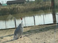 -盐城丹顶鹤湿地生态旅游区