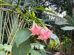 -中国科学院西双版纳热带植物园
