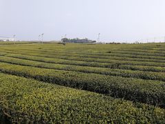 -雪绿茶博物馆