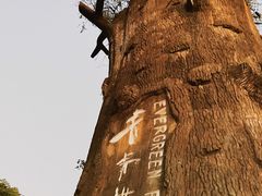 -青青世界