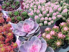 -花鸟鱼虫鲜花绿植市场(玉泉路店)
