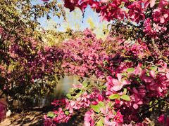 -永定河休闲森林公园