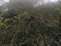 -西岭雪山大飞水景区