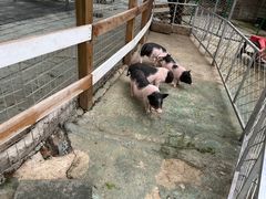 -鹅湖玫瑰文化园