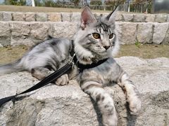 -Bastet sally猫舍购宠(静安店)