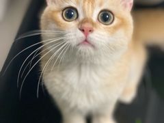 -lincat·猫舍(广州店)