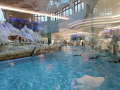 -帝企鹅自助餐厅•儿童岛•真企鹅(长隆企鹅酒店)