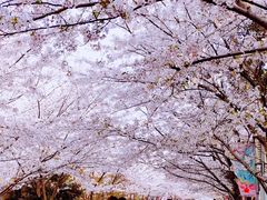 -高东镇樱花园