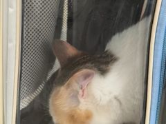 -思琪宠物医院(昆山花桥店)