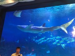 -烟台海昌鲸鲨海洋公园