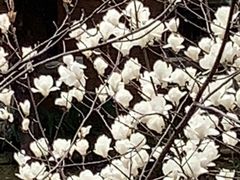 -同济大学(嘉定校区)