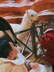 -酷嗒动物文化乐园(cutezoo西溪乐天城店)