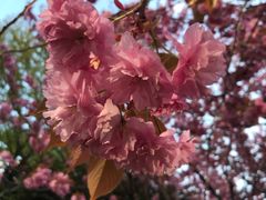 -北海道厅旧本厅舍(旧本庁舎)