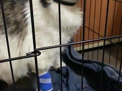 -荔康动物医院(康王北路店)