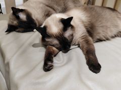 -藏猫猫咖啡主题馆(中央大道店)