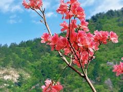 -木兰云雾山