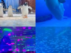 -海合安成都极地海洋公园