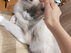 -藏猫猫咖啡主题馆(中央大道店)