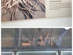景点-金沙遗址博物馆