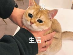 -飞行喵MR PILOT|猫舍·猫咖(静安大融城店)
