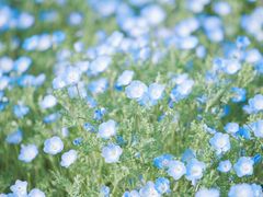 -上海滨江森林公园