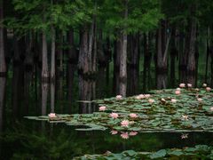 -白鹭湾湿地公园