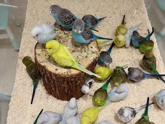 -怪兽屋·羊驼·猫咖·狗咖(俊华广场店)