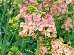 -中国天府农业博览园