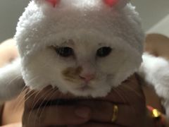 -瑞派福兴宠物医院犬猫全科·骨科·中西医结合(河东店)