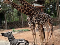 -清迈夜间动物园