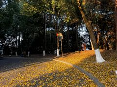 -铁山坪森林公园