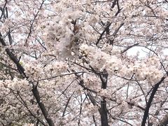 -高东镇樱花园
