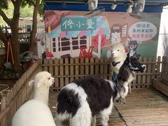 -佟小曼手工茶饼坊(鼓浪屿1店)