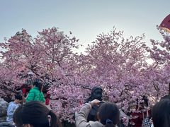 -东湖磨山景区樱花园-停车场