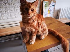 -平行世界·猫咖(首经贸店)