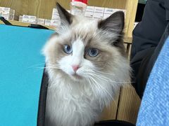 -中农大我爱我爱动物医院·核磁CT·猫病·24小时夜诊中心(石佛营店)