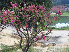 -南国桃园旅游度假区